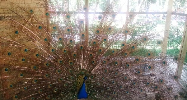 Mini Hayvanat Bahçesi Geçmişe Götürdü
