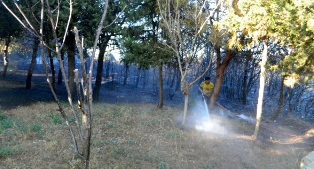 Mudanya’da 3 Hektar Ormanlık Alan Kül Oldu