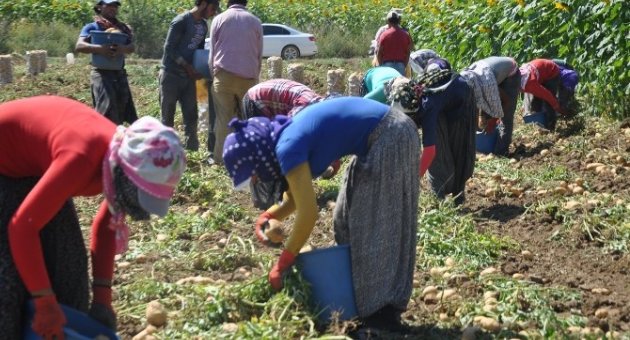 Mülteciler Patates İşçisi Oldu