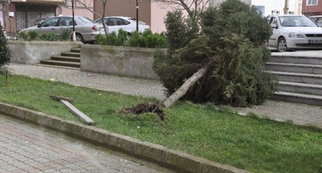 Muratlı’da Fırtına Ağaçları Kökünden Söktü