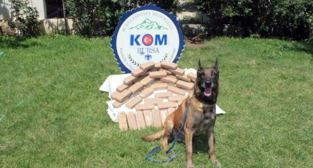 Narkotik Köpeği Alfa 300 Bin Euro’luk Eroin Buldu