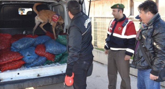 Narkotik Köpekleri Bu Defa Uyuşturucu Değil Midye Aradı