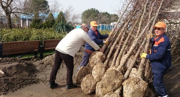Nilüfer Belediyesi Bir Ayda 3 Bin Fidan Dağıttı