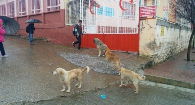 Ödemiş’te Başı Boş Köpekler Öğrencileri Korkutuyor