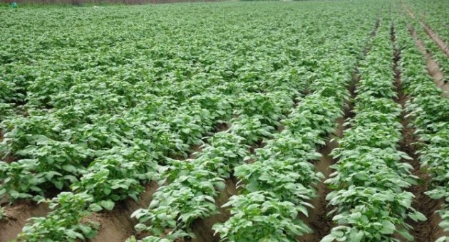 Ödemiş’te Patates Hasadı İçin Üretici Gün Sayıyor