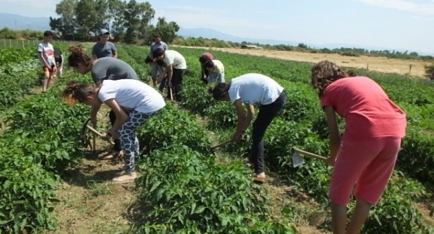 Öğrenciler Kampta Sebze Yetiştirmeyi Öğreniyor