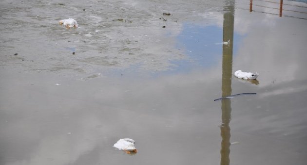 Ördek Ölümlerine Stk’lardan Tepki
