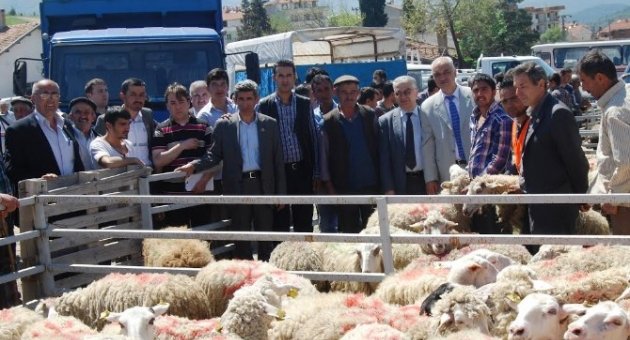 Orhanelili Çiftçilere Ücretsiz Koyun Dağıtıldı