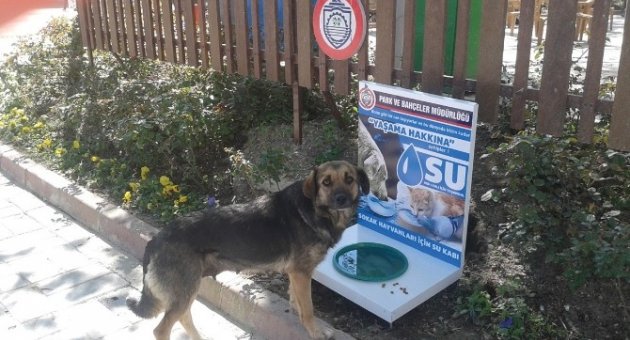 Orhangazi Belediyesi’nden Hayvan Barınağı