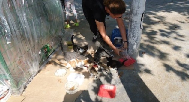 Orhangazi’deki Kedi Sığınma Evleri Kışa Hazır