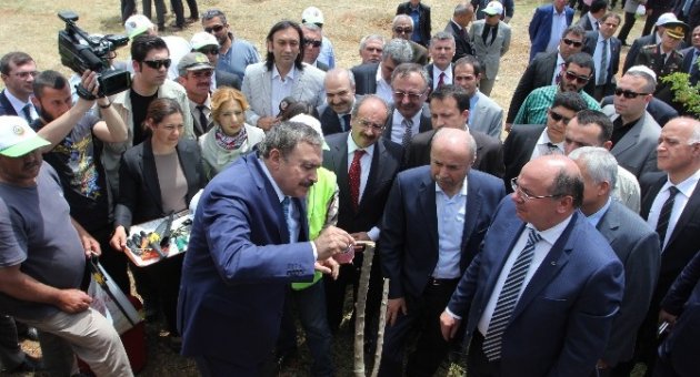 Orman Ve Su İşleri Bakanlığı 200 Bin Yabani Zeytin Ağacını Aşılayacak