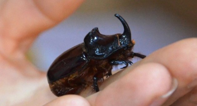 Orman Ve Su İşleri Bakanlığı’ndan Gergedan Böceği Açıklaması