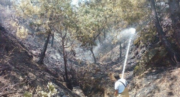 Orman Yangını Büyümeden Söndürüldü
