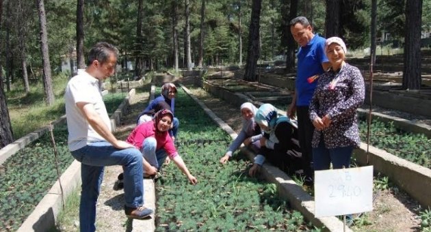 Ormancı Kadınlar Fidanları Bebek Gibi Büyütüyor