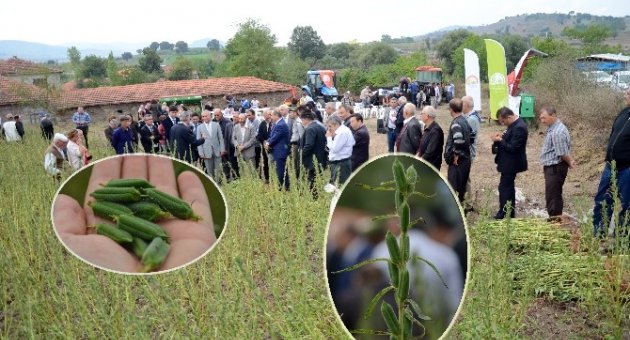 Ortaca’da Susam Tarla Günü Düzenlendi