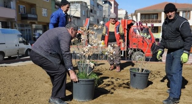 Osmangazi Çiçek Açtı