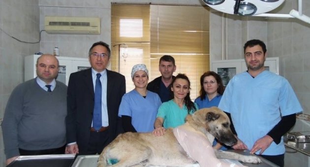 Otomobilin Ezdiği Köpek Vatandaşlar Sayesinde Hayata Tutundu