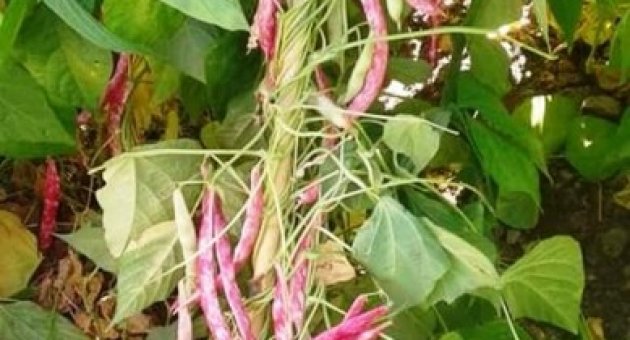 Ovacık’ta, Fasulye Ve Barbunya Sezonu Başladı