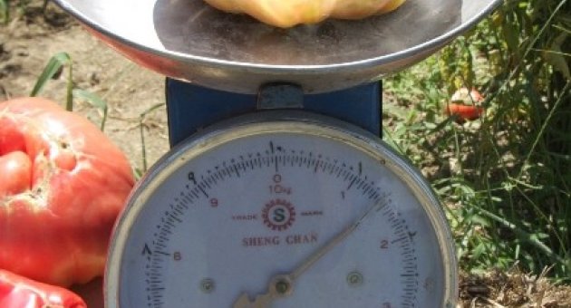 (özel Haber) 1,8 Kiloluk Organik Osmanlı Domatesi Yetiştirdi