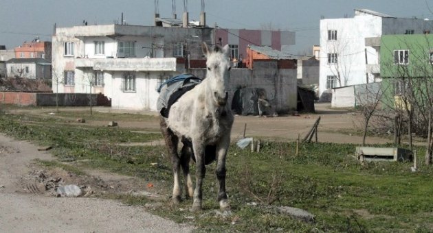 (özel Haber) At Eti Taciri Hapisten Çıktıktan Sonra Yine Suç Üstü Yakalandı