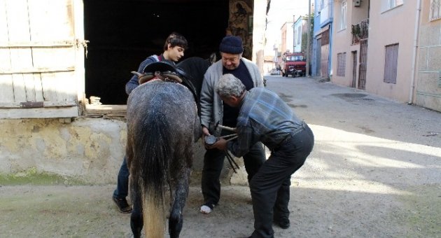 (özel Haber) At Sevgisi Hukuku Bıraktırdı