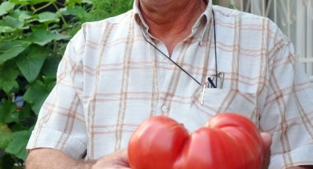 (özel Haber) Bahçesinde 1 Kiloluk Domates Yetiştirdi