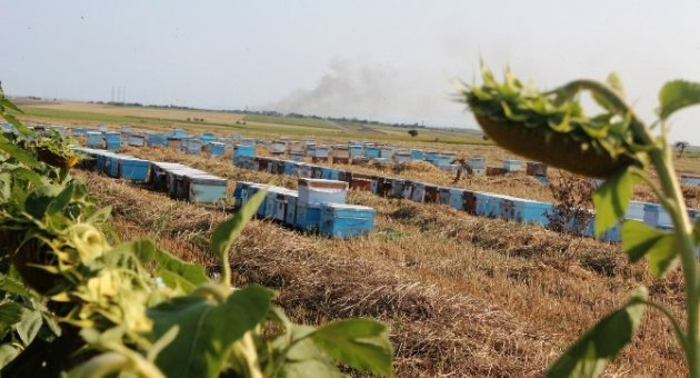 (özel Haber) Bal İçin 6 Ay Evlerinden Uzakta Kalıyorlar