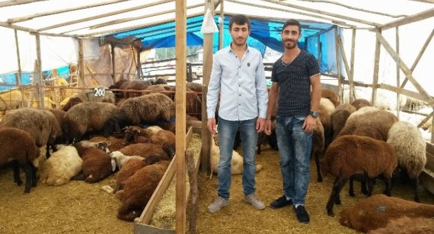 (özel Haber) Başlık Parasını Biriktirmek İçin Gurbet Ellerde Kurbanlık Satıyorlar