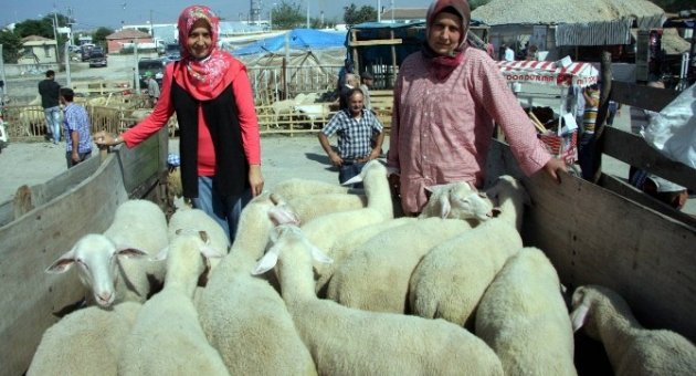 (özel Haber) Biri Öğretmen Çoban Kız Kardeşler Kurban Pazarının İlgi Odağı Oldu