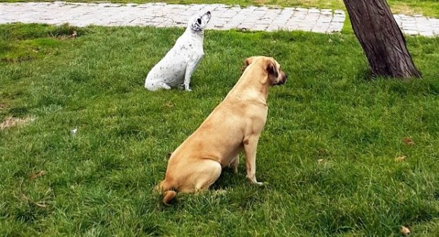 (özel Haber) Bu Köpekler Neyi Bekliyor