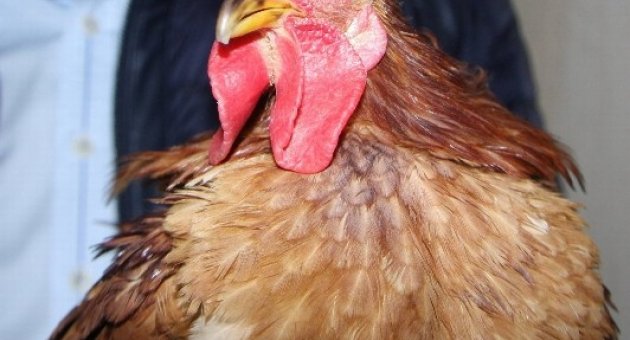(özel Haber) Bu Tavuklar Araba Fiyatına Satılıyor