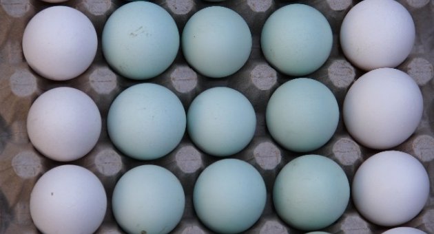 (özel Haber) Bu Tavuklar Mavi Yumurta Yumurtluyor