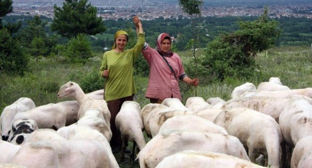 (özel Haber) Bunlar Da Girişimci Çoban Kız Kardeşler