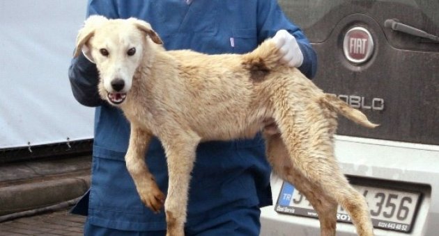 (özel Haber) Bursa’da Ölü Bulunan Köpeklerde Zehre Rastlanmadı