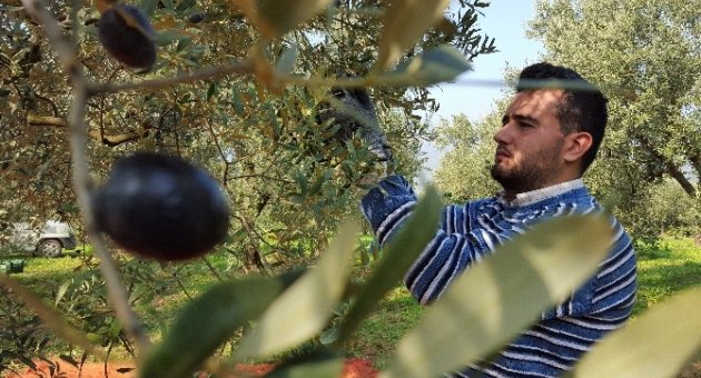(özel Haber) Bursa’da Zeytin Hasadı Başladı