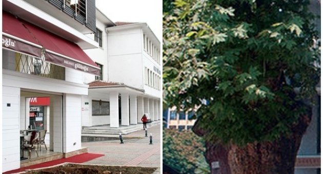 (özel Haber) Bursa’daki Asırlık Çınar Kesildi