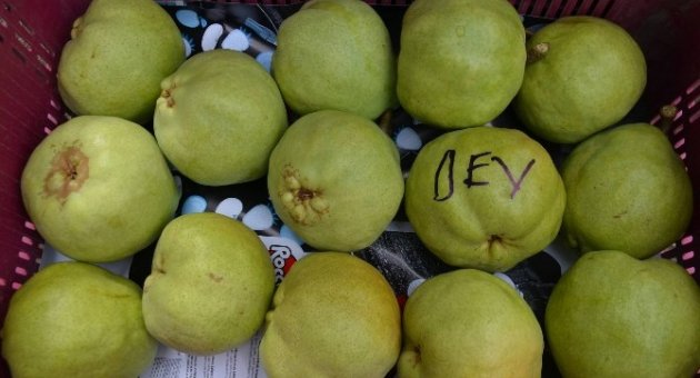 (özel Haber) Devasa Armutlar Görenleri Hayrete Düşürüyor