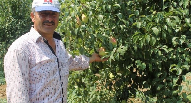 (özel Haber) Dünya Yenişehir Armudu Yiyor