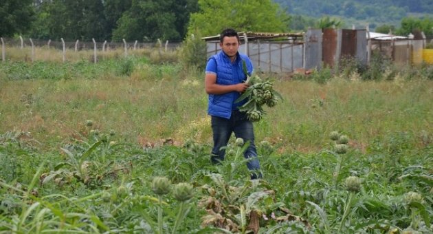 (özel Haber) Enginar Yağmura Boyun Eğdi, Fiyatlar Uçtu