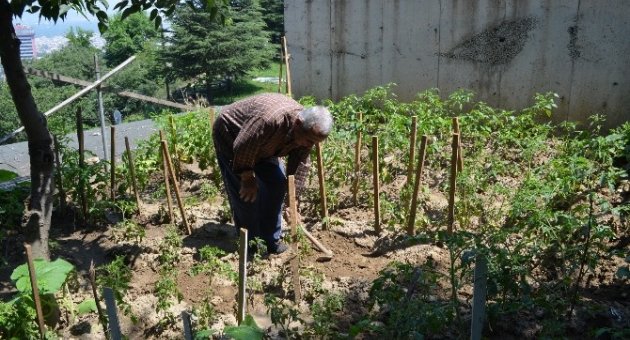(özel Haber) Hastaneyi Hobi Bahçesine Çevirdi