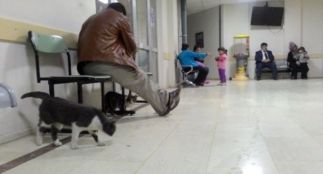 (özel Haber) Kediler Acil Servise Sığındı