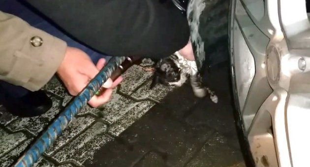 (özel Haber) Kediyi Kurtarmak İçin Son Model Aracını Söktürdü