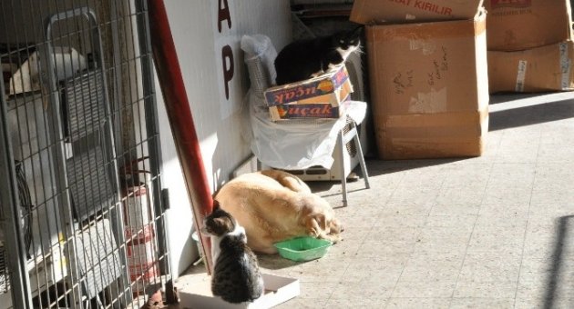 (özel Haber) Kediyle Köpeğin İmrendiren Dostluğu