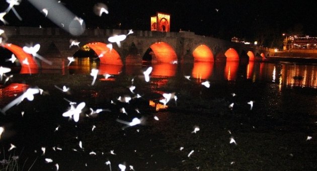 (özel Haber) Kelebeklerin Işıkla Dansı, İzleyenleri Hayran Bıraktı