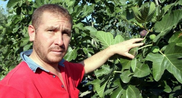 (özel Haber) Kraliçe Meyvesini Yağmur Ve Soğuk Hava Vurdu