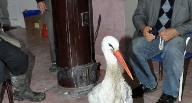 (özel Haber) Leylek Kar Keyfi Yapıyor