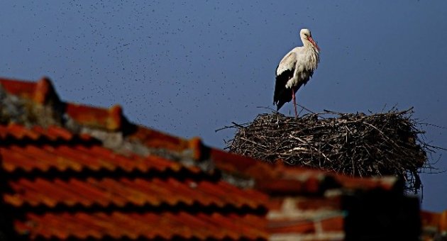 (özel Haber) Leyleklerin Aşk Oyunu Böyle Görüntülendi...