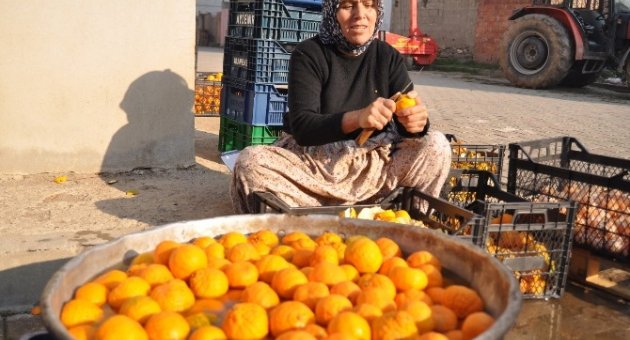 (özel Haber) Mandalina Soyarak Para Kazanıyorlar