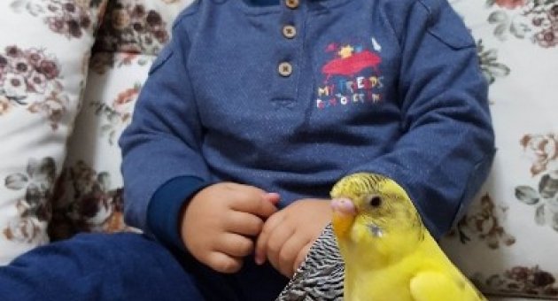 (özel Haber) Minik Çocuğun Muhabbet Kuşlarıyla İlginç Diyaloğu