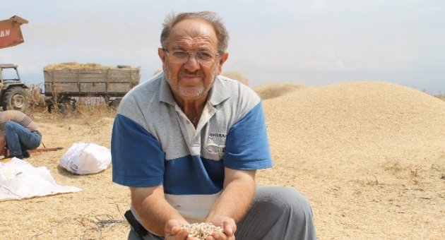 (özel Haber) Nohutta Verim Düştü Fiyatlar Arttı